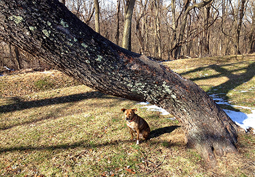 Tree risk