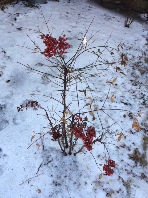 Do Nandina Berries Kill Birds?