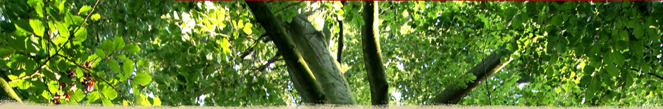 banner_treecare